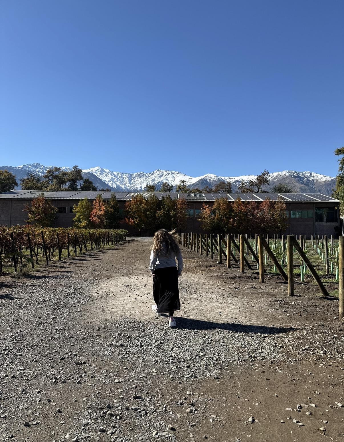 A gravel path running through rows of vines toward a brick winery building in Chilean wine country, with the snow-capped Andes rising under a deep blue sky.